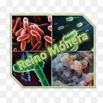 Monera细菌有机体王国考古学家-洛斯德斯