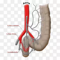 直肠上动脉，直肠中动脉-吻合肠系膜上动脉，直肠上静脉-腔静脉