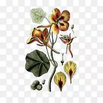 菜园豆瓣菜田野草植物学插图菜园-胡萝卜菜园
