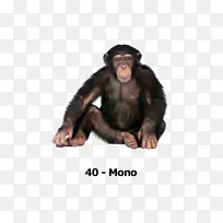 大猩猩普通黑猩猩灵长类动物Ngamba岛黑猩猩保护区