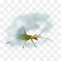 蝗虫艺术昆虫翅膀蟋蟀无线-蟋蟀类昆虫
