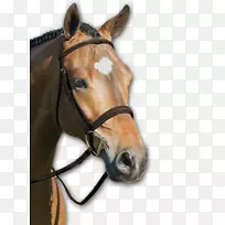 马缰绳-英式骑马