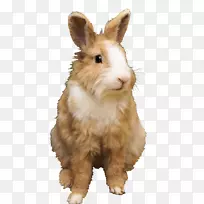 荷兰兔矮兔