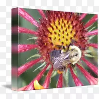 蜜蜂艺术版画-水彩画类海报
