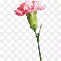 康乃馨花园玫瑰花剪花夹艺术康乃馨
