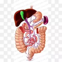 门静脉系统，肝门静脉系统，人消化系统
