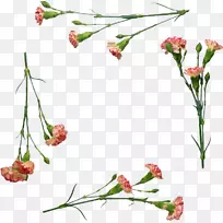 花卉设计十一月的心切花康乃馨