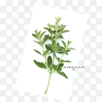 叶中草药植物茎叶