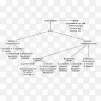 革兰氏阳性细菌革兰氏染色维基媒体共用革兰氏阴性菌无乳链球菌