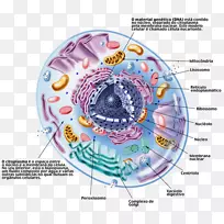 细胞cèl·Lula eucariota ribosome真核生物cèl·Lula动物