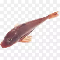 鳕鱼数字图像-鱼类