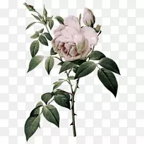 法国玫瑰植物学插图-花卉