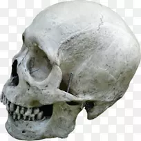 人头骨-人骨骼-颅骨