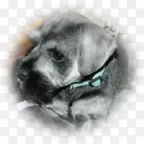 小型雪纳瑞犬标准雪纳瑞犬-小型雪纳瑞犬