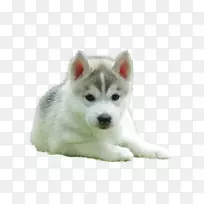 西伯利亚哈士奇小狗，小猎犬，英国玩具猎犬，金毛猎犬-小狗