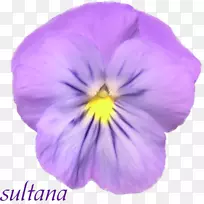 潘西紫罗兰花瓣