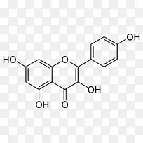 黄酮类槲皮素、紫杉醇、德尔菲定膳食补充剂-马尾