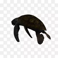 池塘龟三维计算机图形海龟深海生物-海龟