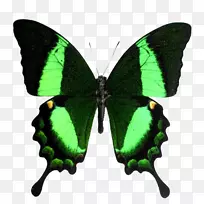 尤利西斯蝴蝶小木瓜巨型燕尾蝶