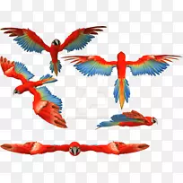 红金刚鹦鹉羽毛鹦鹉喙-猩红金刚鹦鹉