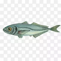鲭鱼产品捕捞油性鱼-鱼