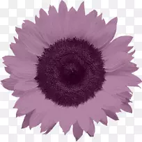 普通向日葵食品-紫色菊花