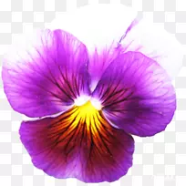 潘西鸟脚紫植物种子-雏菊
