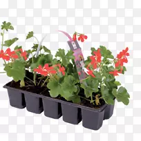 常春藤天竺葵，室内植物，花盆，一年生植物-麝香花