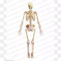 髋部肌肉骨骼骨盆骨骼
