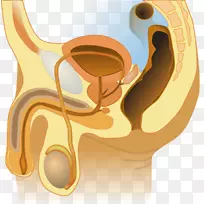女性生殖系统球尿道腺体解剖
