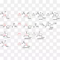 β-内酰胺类抗生素β-内酰胺酶抑制剂-β-内酰胺酶
