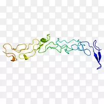 层粘连蛋白，γ-1糖蛋白基因-Gamma 1