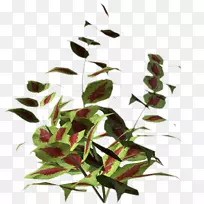 叶植物茎开花植物草叶