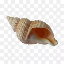 贝壳沙滩贝壳