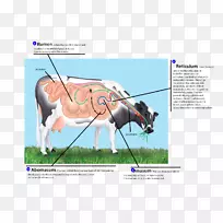 反刍动物消化胃肠道瘤胃单胃动物生理学
