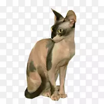 Sphynx猫德文雷克斯斑秃胡须吉娃娃-小猫