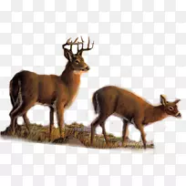 麋鹿，白尾鹿，驯鹿，鹿