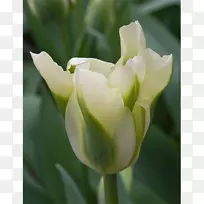 郁金香花瓣植物茎-秘鲁百合