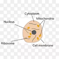 植物细胞Cèl·Lula动物亚细胞定位-动物细胞