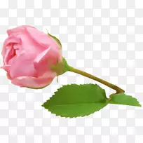 花园玫瑰，卷心菜，玫瑰，花瓣，静物：粉红色玫瑰-花朵