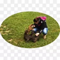 培育小狗服从训练草坪犬