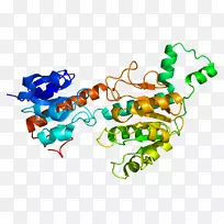 ctbp 1 Foxp 2蛋白结构基因