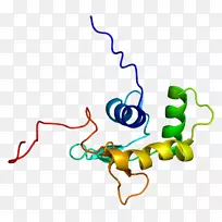 ELF 5蛋白基因Uniprot p53