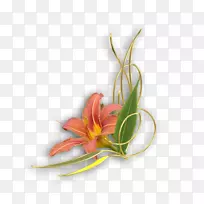 花卉植物静物摄影-花