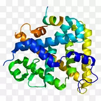 类固醇生成因子1类固醇源性急性调节蛋白核受体基因