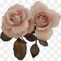 花园玫瑰，卷心菜，皇家玫瑰殿下，罗莎女王伊丽莎白王室-棕色玫瑰