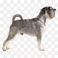 小型雪纳瑞标准雪纳瑞莱克兰猎犬雪拉面切斯基猎犬-小型雪纳瑞犬