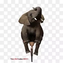 印度象非洲象大象动物野生动物大象马戏团