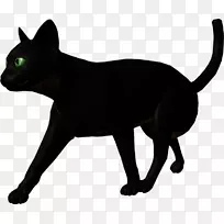 黑猫孟买猫哈瓦那棕色科拉特马来亚猫-дляфотошопа