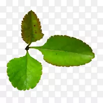 叶草本植物茎夹艺术-叶